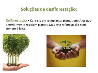 Soluções da desflorestação:

Reflorestação - Consiste em reimplantar plantas em sítios que
anteriormente residiam plantas .Mas esta reflorestação nem
sempre é feita.
 
