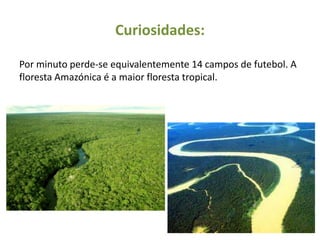 Curiosidades:

Por minuto perde-se equivalentemente 14 campos de futebol. A
floresta Amazónica é a maior floresta tropical.
 