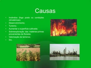 CausasIncêndios (fogo posto ou condições climatéricas);Desenvolvimento;Turismo;Aumentar a superfície cultivada;Sobreexploração das matérias-primas provenientes da floresta;Valorização de terrenos;Etc.