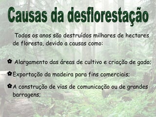 Todos os anos são destruídos milhares de hectares
de floresta, devido a causas como:
 Alargamento das áreas de cultivo e criação de gado;
Exportação da madeira para fins comerciais;
A construção de vias de comunicação ou de grandes
barragens;
 