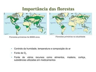 Importância das florestas 
Florestas primárias há 80000 anos Florestas primárias na atualidade 
• Controlo da humidade, temperatura e composição do ar 
• Fonte de O2 
• Fonte de vários recursos como alimentos, madeira, cortiça, 
substâncias utilizadas em medicamentos 
 