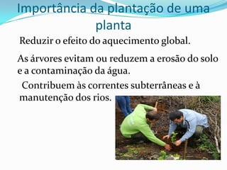 Importância da plantação de uma
             planta
Reduzir o efeito do aquecimento global.
As árvores evitam ou reduzem a erosão do solo
e a contaminação da água.
 Contribuem às correntes subterrâneas e à
manutenção dos rios.
 