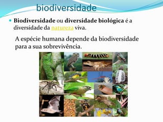 biodiversidade
 Biodiversidade ou diversidade biológica é a
 diversidade da natureza viva.
  A espécie humana depende da biodiversidade
  para a sua sobrevivência.
 