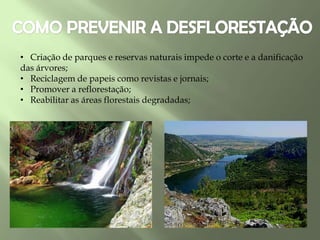 • Criação de parques e reservas naturais impede o corte e a danificação
das árvores;
• Reciclagem de papeis como revistas e jornais;
• Promover a reflorestação;
• Reabilitar as áreas florestais degradadas;
 