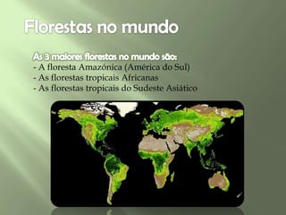 - A floresta Amazónica (América do Sul)
- As florestas tropicais Africanas
- As florestas tropicais do Sudeste Asiático
 