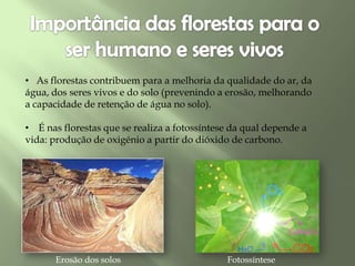 • As florestas contribuem para a melhoria da qualidade do ar, da
água, dos seres vivos e do solo (prevenindo a erosão, melhorando
a capacidade de retenção de água no solo).
• É nas florestas que se realiza a fotossíntese da qual depende a
vida: produção de oxigénio a partir do dióxido de carbono.
Erosão dos solos Fotossíntese
 
