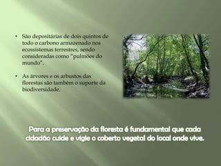 • São depositárias de dois quintos de
todo o carbono armazenado nos
ecossistemas terrestres, sendo
consideradas como “pulmões do
mundo”.
• As árvores e os arbustos das
florestas são também o suporte da
biodiversidade.
 