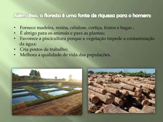 • Fornece madeira, resina, celulose, cortiça, frutos e bagas ;
• É abrigo para os animais e para as plantas;
• Favorece a piscicultura porque a vegetação impede a contaminação
da água;
• Cria postos de trabalho;
• Melhora a qualidade de vida das populações.
 