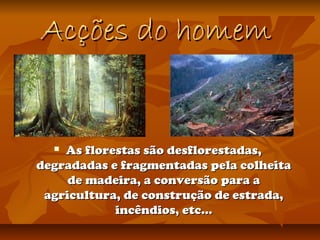 Acções do homemAcções do homem
 As florestas são desflorestadas,As florestas são desflorestadas,
degradadas e fragmentadas pela colheitadegradadas e fragmentadas pela colheita
de madeira, a conversão para ade madeira, a conversão para a
agricultura, de construção de estrada,agricultura, de construção de estrada,
incêndios, etc…incêndios, etc…
 
