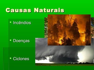 Causas Naturais
 Incêndios

 Doenças

 Ciclones

 