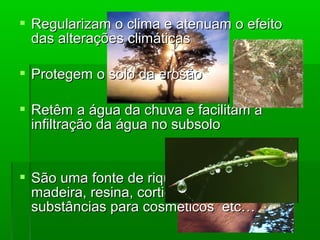  Regularizam o clima e atenuam o efeito
das alterações climáticas
 Protegem o solo da erosão
 Retêm a água da chuva e facilitam a
infiltração da água no subsolo

 São uma fonte de riqueza: alimentos,
madeira, resina, cortiça, medicina,
substâncias para cosméticos etc…

 