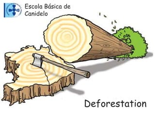 Deforestation
Escola Básica de
Canidelo
 