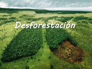 Desforestación
 