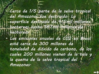 • Cerca de 1/5 parte de la selva tropical
del Amazonas fue destruido. La
superficie destruida de 415mil millones
hectareas hasta 587mil millones de
hectareas.
• Las emisiones anuales de CO2 en Brasil
está cerca de 300 millones de
toneladas de dióxido de carbono, de los
cuales 200 millones vienen de la tala y
la quema de la selva tropical del
Amazonas.
 