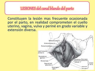 LESIONES del canal blando del parto
Constituyen la lesión mas frecuente ocasionada
por el parto, en realidad comprometen el cuello
uterino, vagina, vulva y periné en grado variable y
extensión diversa.
LESIONES del canal blando del parto
 