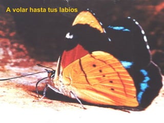 A volar hasta tus labios