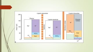  Solución:
 Solvente  Agua.
 Solvente ideal para reacciones fisiológicas.
 Proporciona transferencia optima de calor y conducción de corriente.
 Solutos:
 Electrolitos:
 Moléculas que, en agua, se disocian en equivalentes anionicos y catiónicos.
 NaCl  Na+ + Cl-
 Otros: proteínas, diversos fosfatos.
 