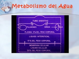 Metabolismo del Agua
 
