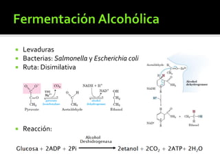 FermentaciónAlcohólicaLevaduras Bacterias: Salmonella y EscherichiacoliRuta: DisimilativaReacción: 