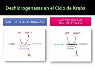 Deshidrogenasas en el Ciclo de Krebsα-cetoglutarato deshidrogenasaISOCITRATO DESHIDROGENASA