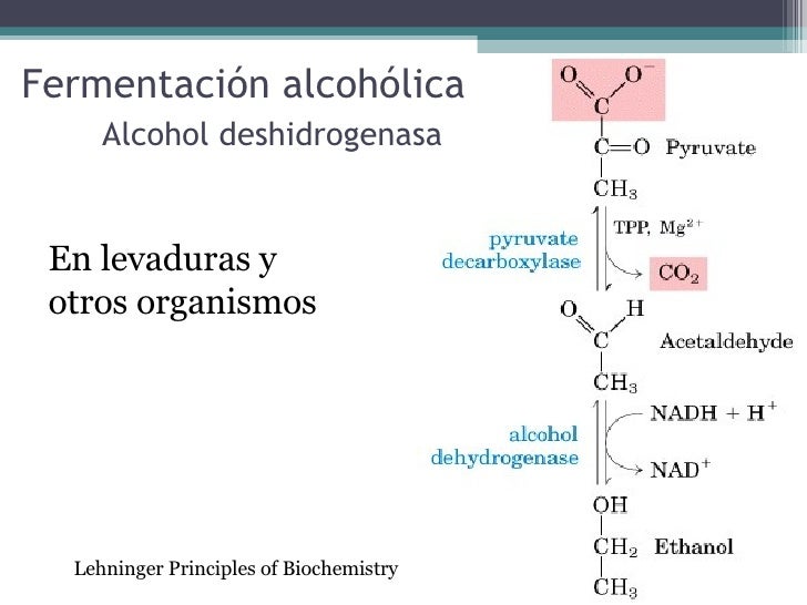 Deshidrogenasas (2)