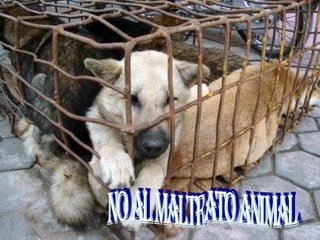 No al maltrato ANIMAL