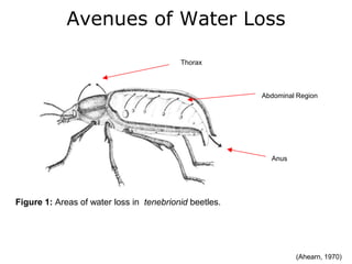 Avenues of Water Loss
Thorax
Figure 1: Areas of water loss in tenebrionid beetles.
Abdominal Region
Anus
(Ahearn, 1970)
 