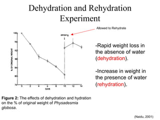 Dehydration and Rehydration
Experiment
Figure 2: The effects of dehydration and hydration
on the % of original weight of Physadesmia
globosa.
Allowed to Rehydrate
-Rapid weight loss in
the absence of water
(dehydration).
-Increase in weight in
the presence of water
(rehydration).
(Naidu, 2001)
 