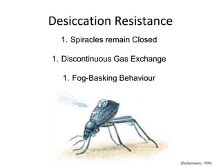 Desiccation Resistance
1. Spiracles remain Closed
1. Discontinuous Gas Exchange
1. Fog-Basking Behaviour
(Zachariassen, 1996)
 