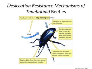 Desiccation Resistance Mechanisms of
Tenebrionid Beetles
Fog Basking behaviour
 