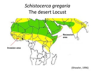 Schistocerca gregaria
The desert Locust
(Showler, 1996)
Recession
area
Invasion area
 