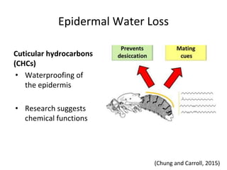 Epidermal Water Loss
Cuticular hydrocarbons
(CHCs)
• Waterproofing of
the epidermis
• Research suggests
chemical functions
(Chung and Carroll, 2015)
 