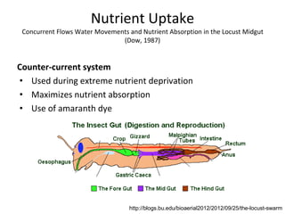 Nutrient Uptake
Concurrent Flows Water Movements and Nutrient Absorption in the Locust Midgut
(Dow, 1987)
Counter-current system
• Used during extreme nutrient deprivation
• Maximizes nutrient absorption
• Use of amaranth dye
http://blogs.bu.edu/bioaerial2012/2012/09/25/the-locust-swarm
 
