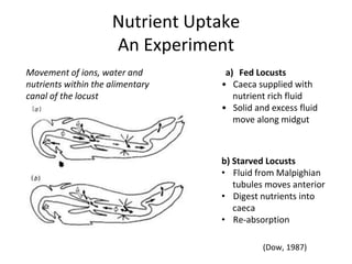 Nutrient Uptake
An Experiment
Movement of ions, water and
nutrients within the alimentary
canal of the locust
a) Fed Locusts
• Caeca supplied with
nutrient rich fluid
• Solid and excess fluid
move along midgut
b) Starved Locusts
• Fluid from Malpighian
tubules moves anterior
• Digest nutrients into
caeca
• Re-absorption
(Dow, 1987)
 