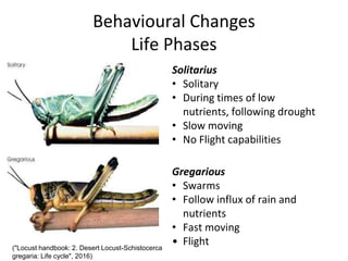 Behavioural Changes
Life Phases
Solitarius
• Solitary
• During times of low
nutrients, following drought
• Slow moving
• No Flight capabilities
Gregarious
• Swarms
• Follow influx of rain and
nutrients
• Fast moving
• Flight("Locust handbook: 2. Desert Locust-Schistocerca
gregaria: Life cycle", 2016)
 