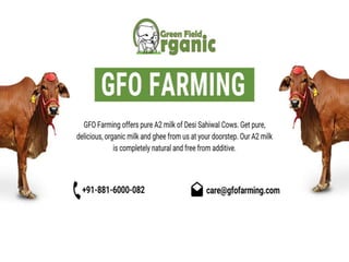 Desi Cow Milk : A Cocktail Of Nutrients | GFO Farming                                