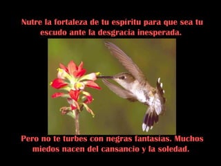 Nutre la fortaleza de tu espíritu para que sea tu escudo ante la desgracia inesperada.  Pero no te turbes con negras fantasías. Muchos miedos nacen del cansancio y la soledad.  