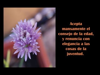 Acepta mansamente el consejo de la edad, y renuncia con elegancia a las cosas de la juventud.  