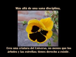 Más allá de una sana disciplina, sé suave contigo mismo.  Eres una criatura del Universo, no menos que los árboles y las estrellas; tienes derecho a existir.  