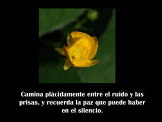Camina plácidamente entre el ruido y las prisas, y recuerda la paz que puede haber en el silencio. 