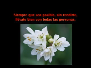 Siempre que sea posible, sin rendirte, llévate bien con todas las personas. 