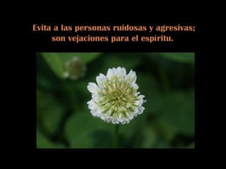 Evita a las personas ruidosas y agresivas; son vejaciones para el espíritu.  