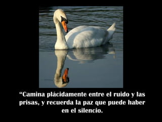 “Camina plácidamente entre el ruido y las
prisas, y recuerda la paz que puede haber
en el silencio.
 