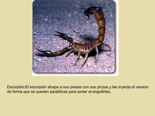 Escorpión:El escorpión atrapa a sus presas con sus pinzas,y les inyecta el veneno de forma que se queden paralíticas para poder el engullirlas.  