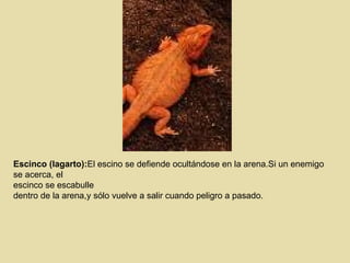 Escinco (lagarto): El escino se defiende ocultándose en la arena.Si un enemigo se acerca, el  escinco se escabulle  dentro de la arena,y sólo vuelve a salir cuando peligro a pasado. 