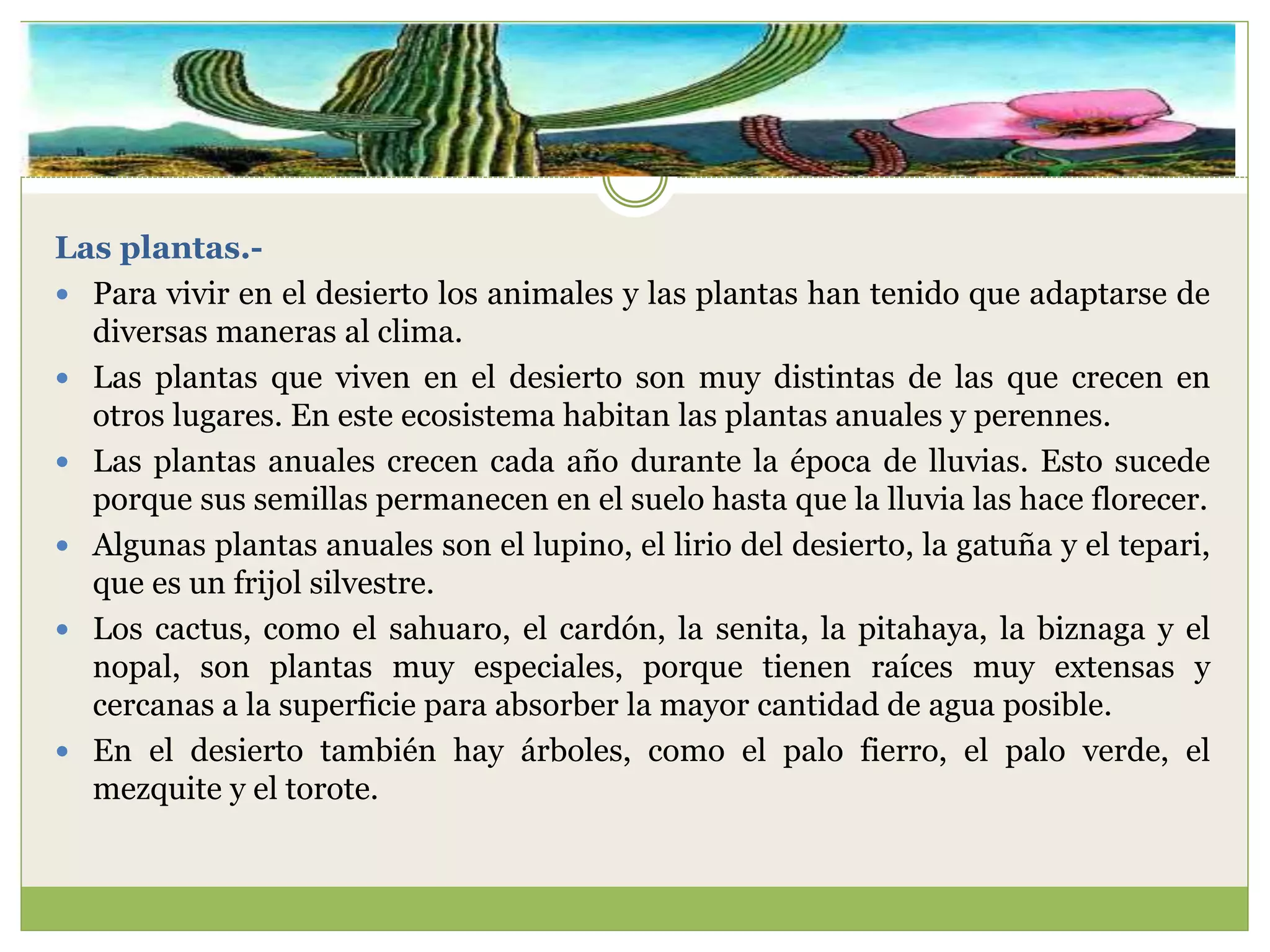 Las plantas.-
 Para vivir en el desierto los animales y las plantas han tenido que adaptarse de
diversas maneras al clima.
 Las plantas que viven en el desierto son muy distintas de las que crecen en
otros lugares. En este ecosistema habitan las plantas anuales y perennes.
 Las plantas anuales crecen cada año durante la época de lluvias. Esto sucede
porque sus semillas permanecen en el suelo hasta que la lluvia las hace florecer.
 Algunas plantas anuales son el lupino, el lirio del desierto, la gatuña y el tepari,
que es un frijol silvestre.
 Los cactus, como el sahuaro, el cardón, la senita, la pitahaya, la biznaga y el
nopal, son plantas muy especiales, porque tienen raíces muy extensas y
cercanas a la superficie para absorber la mayor cantidad de agua posible.
 En el desierto también hay árboles, como el palo fierro, el palo verde, el
mezquite y el torote.
 