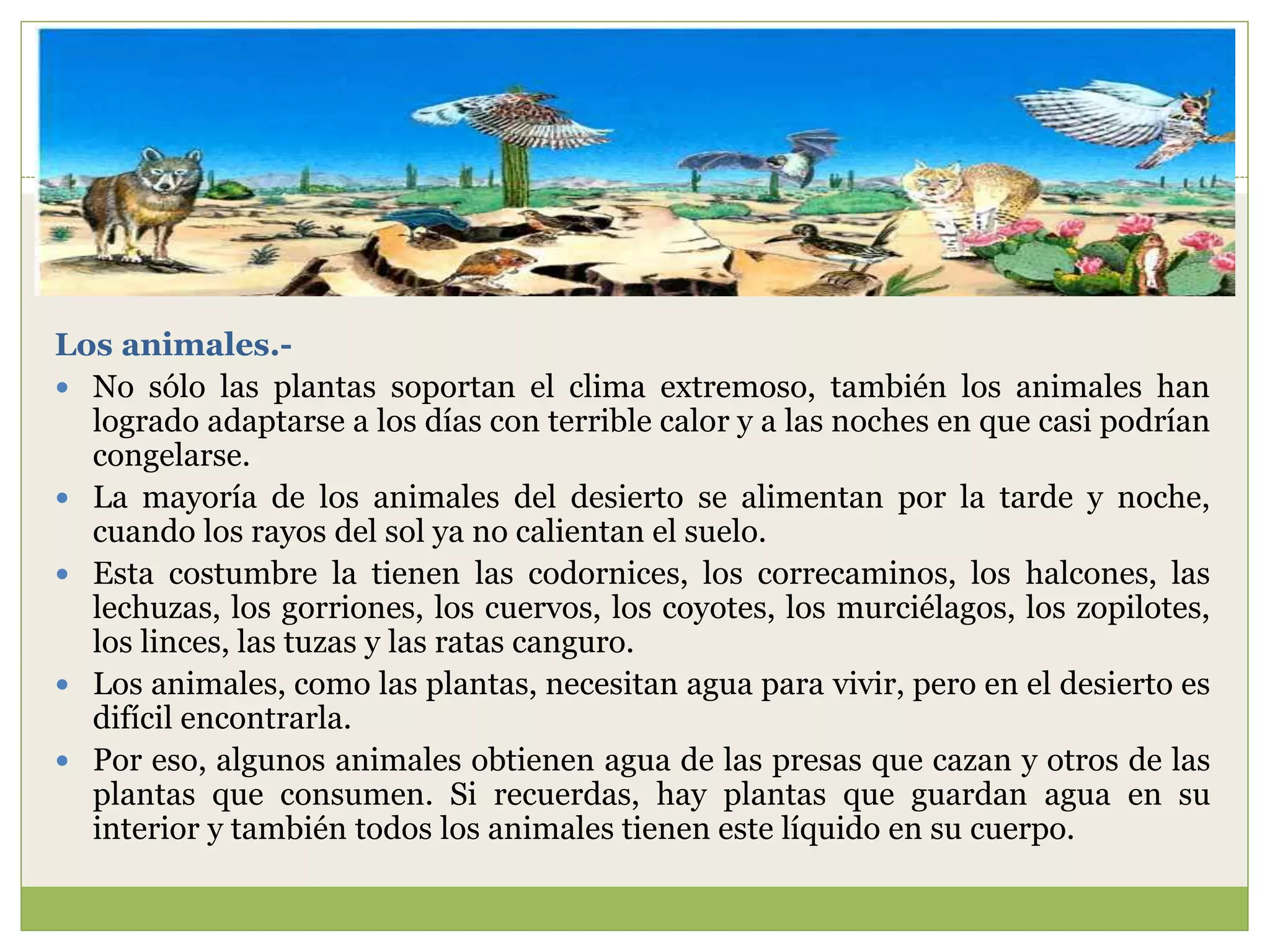 Los animales.-
 No sólo las plantas soportan el clima extremoso, también los animales han
logrado adaptarse a los días con terrible calor y a las noches en que casi podrían
congelarse.
 La mayoría de los animales del desierto se alimentan por la tarde y noche,
cuando los rayos del sol ya no calientan el suelo.
 Esta costumbre la tienen las codornices, los correcaminos, los halcones, las
lechuzas, los gorriones, los cuervos, los coyotes, los murciélagos, los zopilotes,
los linces, las tuzas y las ratas canguro.
 Los animales, como las plantas, necesitan agua para vivir, pero en el desierto es
difícil encontrarla.
 Por eso, algunos animales obtienen agua de las presas que cazan y otros de las
plantas que consumen. Si recuerdas, hay plantas que guardan agua en su
interior y también todos los animales tienen este líquido en su cuerpo.
 