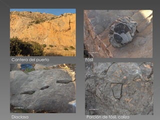 Cantera del puerto Fósil Diaclasa Porción de fósil, caliza 