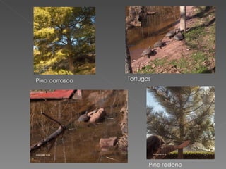 Pino carrasco Tortugas Pino rodeno 