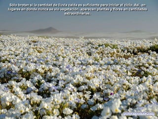 Sólo brotan si la cantidad de lluvia caída es suficiente para iniciar el ciclo. Así, en
lugares en donde nunca se vio vegetación, aparecen plantas y flores en cantidades
extraordinarias.

 